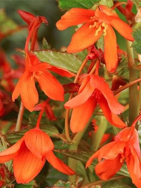 Bulbi de primavara - Begonia Bertinii Orange marime 18/20