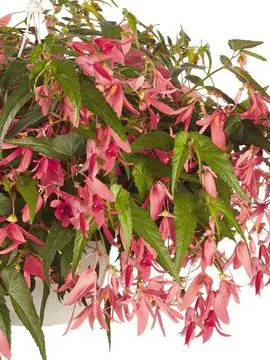 Bulbi de primavara - Begonia Bertinii San Francisco marime 24/28