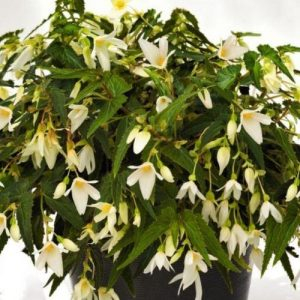 Bulbi de primavara - Begonia Bertinii Santa Barbara marime 24/28