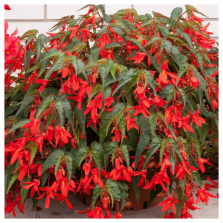Begonii - Begonia Bertinii Santa Cruz marime 24/28