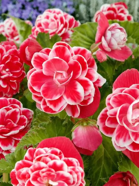 Begonii - Begonia de culoare roz cu alb 3 buc marime 4/5