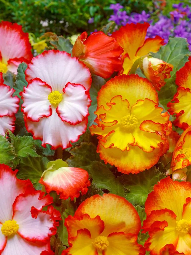Bulbi de primavara - Begonia Crispa marginata mix 3 buc marime 5/6