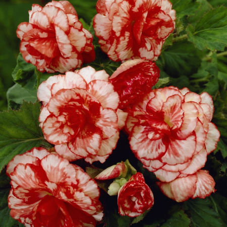 Bulbi de primavara - Begonia Marmorata 3 bucati marime 4/5