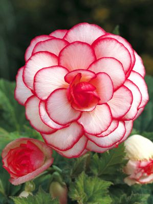 Bulbi de primavara - Begonia Picotee alb/rosu 3 bucati marime 5/6