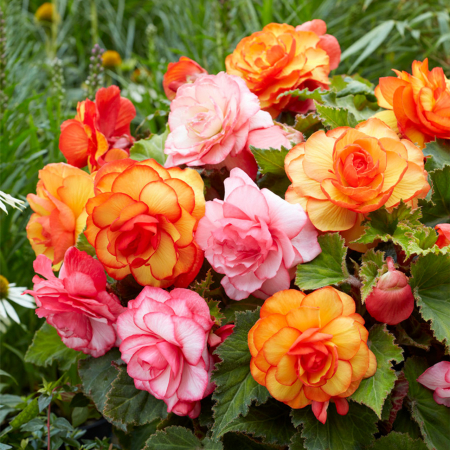 Begonia Picotee alb/rosu 3 bucati marime 5/6 [1]