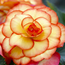 Begonii - Begonia Picotee 5/6  galben/rosu
