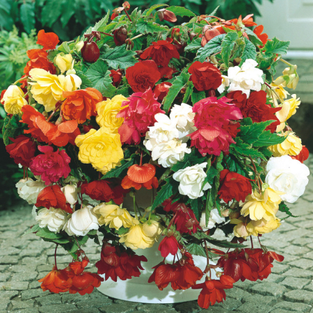 Amestec 5 culori begonii curgatoare, cascada, marime 4/5 [6]