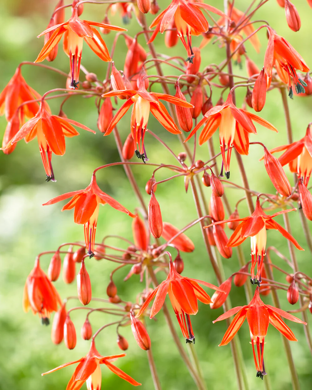 Diverse - Bessera Elegans - Coral Drops 5 bulbi marime 5/6