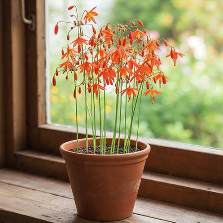 Bessera Elegans - Coral Drops 5 bulbi marime 5/6 [2]