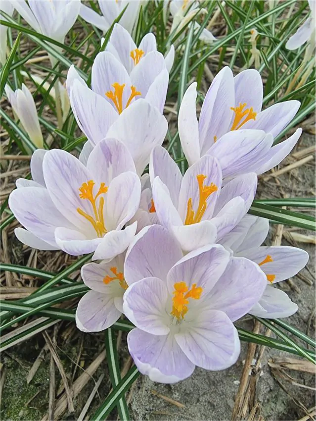Branduse de primavara - Branduse ( crocus ) Candle light 5 buc marime 7/8