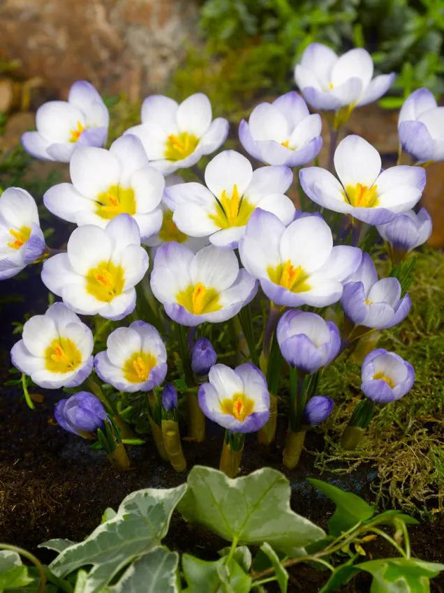 Branduse de primavara - Branduse (crocus) Blue Bird 5 buc marime 5/7