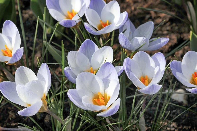 Branduse (crocus) Blue Bird 5 buc marime 5/7 [1]