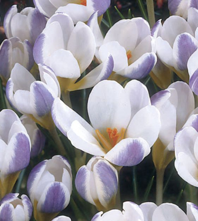 Branduse de primavara - Branduse (crocus) Blue Bird 5 buc marime 5/7