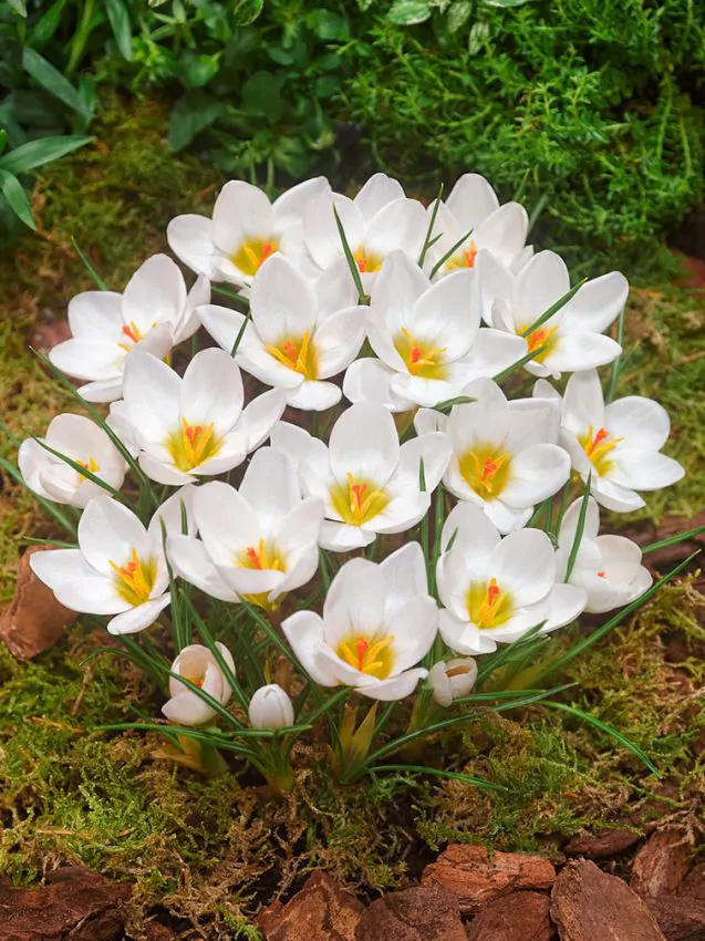 Branduse de primavara - Branduse ( crocus ) Chrysanthus Ard Schenk 5 buc marime 5/7
