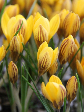 Branduse de primavara - Branduse (crocus) Fuscotinctus Chrysanthus 5 buc marime 6/7