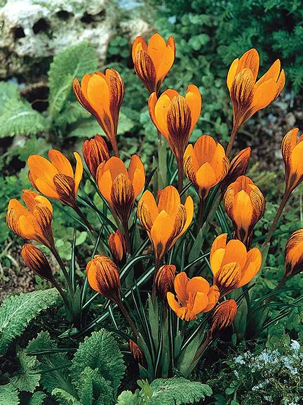 Branduse de primavara - Branduse ( crocus ) Orange Monarch 5 buc marime 5/7