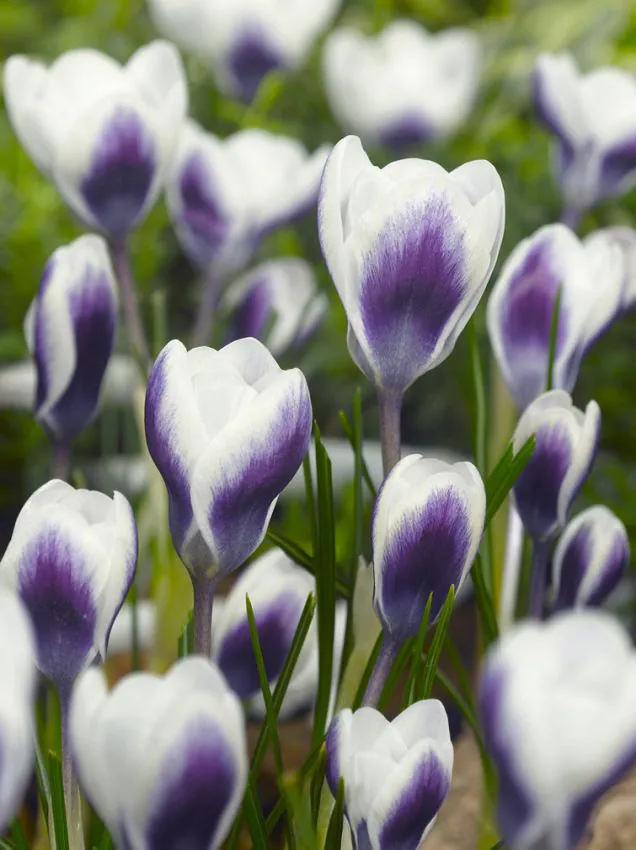 Branduse de primavara - Branduse ( crocus ) Prins Claus 5 buc marime 5/7