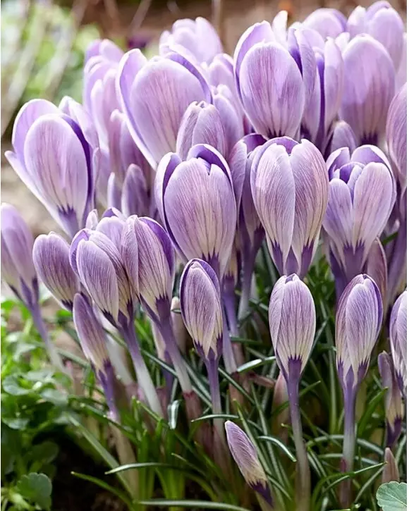 Branduse de primavara - Branduse (crocus) Striped Bird 5 buc marime 7/8