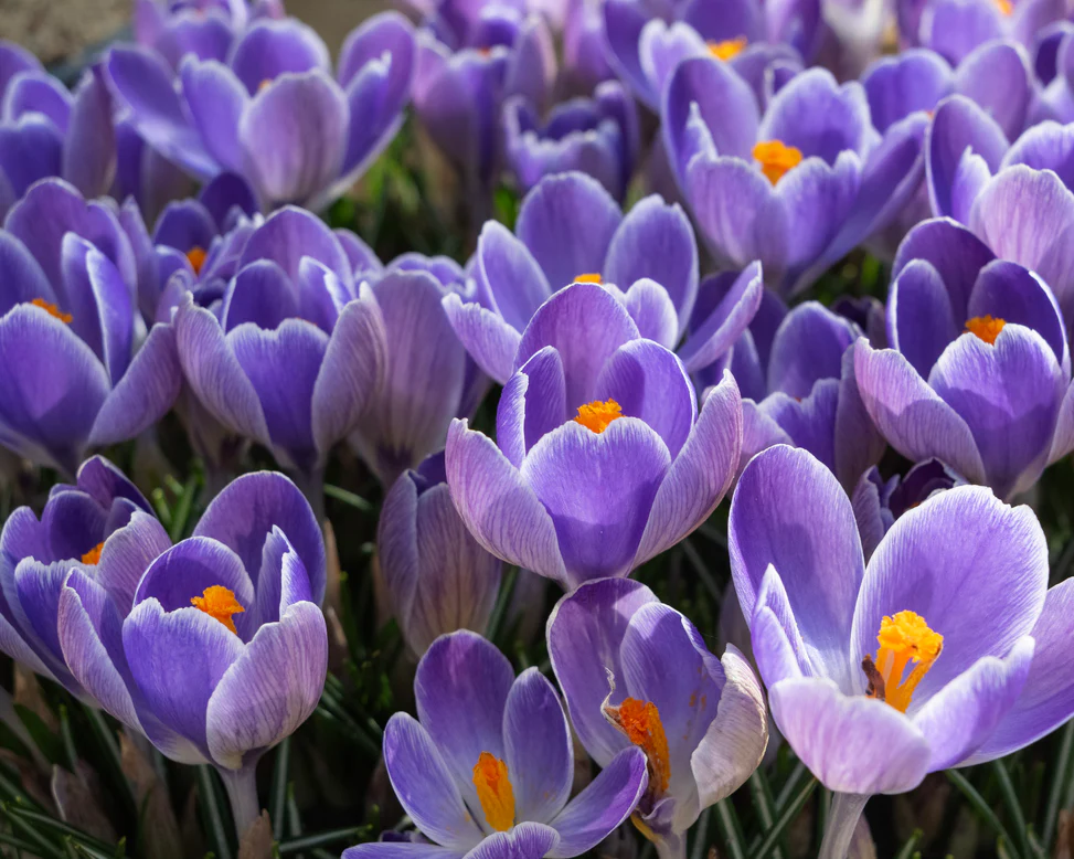 Branduse (crocus) Striped Bird 5 buc marime 7/8 [2]