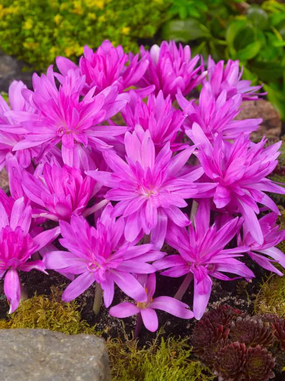 Branduse de toamna - Branduse de toamna Colchicum Waterlily 1 buc marime 16/18
