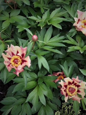 Bujor itoh Court Jester [1]