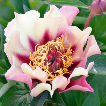 Bujori - Bujor itoh Court Jester