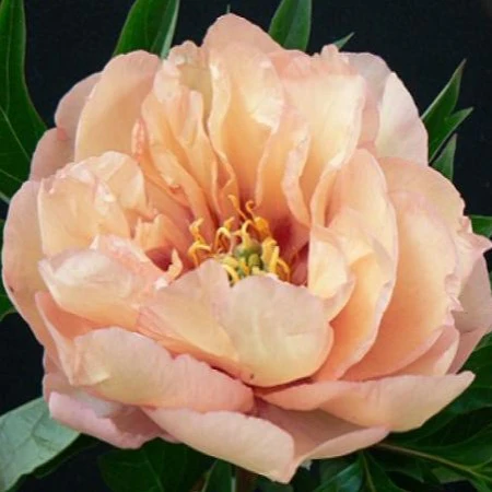 Bujori - Bujor Itoh Canarry Brilliant marime 3/5