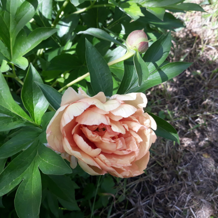 Bujor Itoh Canarry Brilliant marime 3/5 [2]