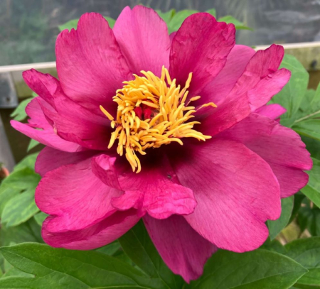 Bujori - din octombrie - Bujor itoh Pink Ardour marime 2/3