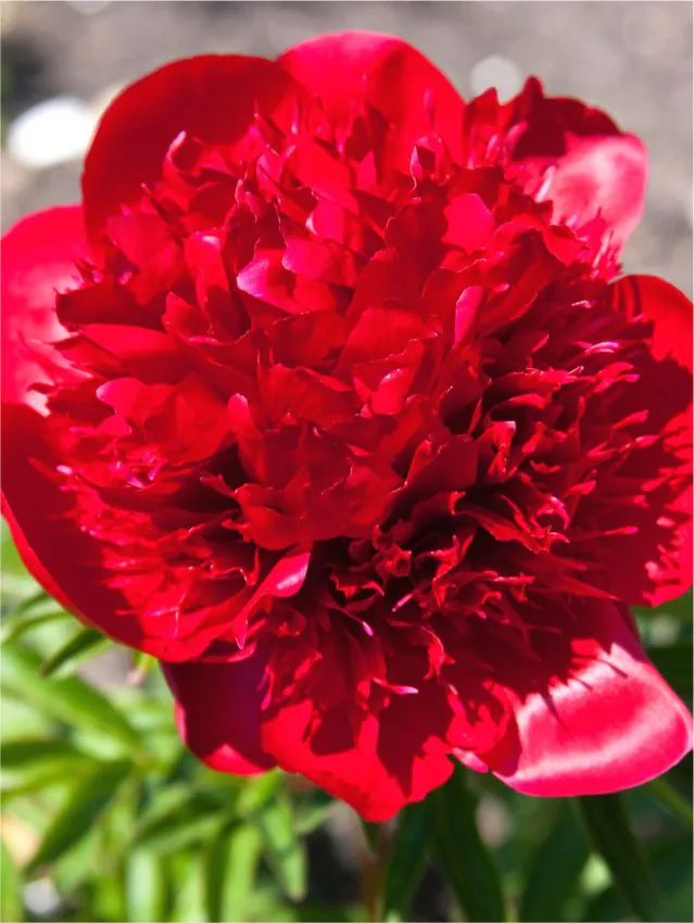 Bujori - Bujor Red Charm marime 2/3