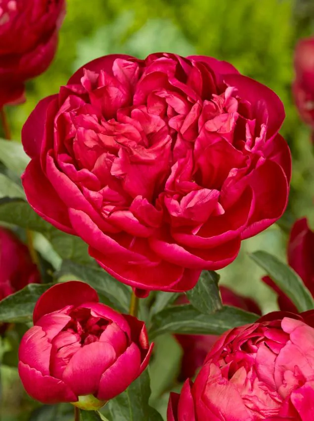 Bujori - din octombrie - Bujor Red Sarah Bernhardt marime 3/5