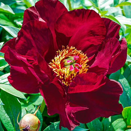 Bujori - Bujor Scarlet Heaven marime 2/3