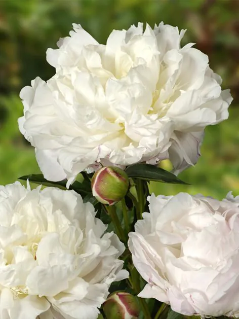 Bujori - Bujor alb parfumat Shirley Temple marime 2/3