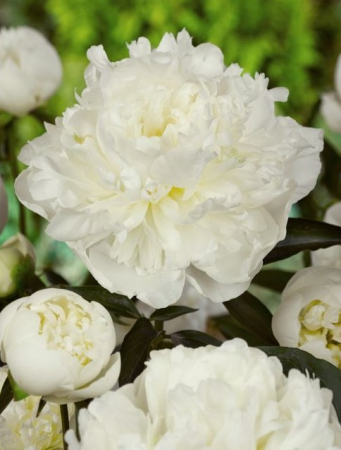 Bujori - din octombrie - Bujor Duchesse de Nemours marime 3/5