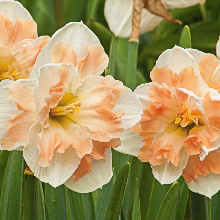 Split Corona - Bulb narcise Cum Laude marime 12/14  3 buc