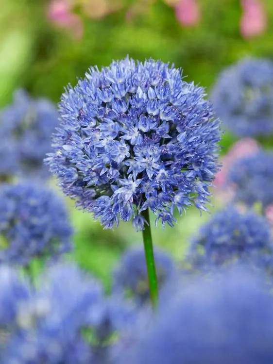 Bulbi de toamna - din 20 septembrie ! - Bulbi Allium Caeruleum  5 buc