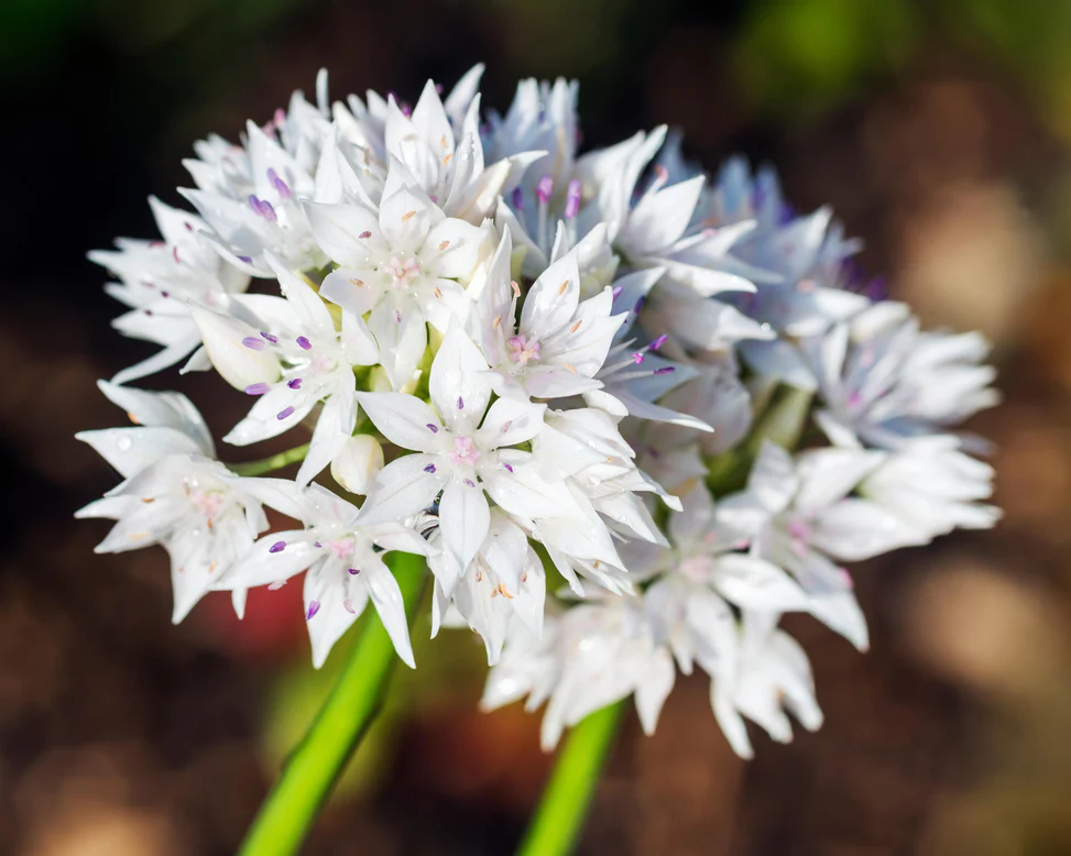 Allium - Bulbi Allium Graceful Beauty  5  buc marime 5/6