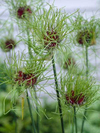 Allium - Bulbi Allium Hair  5 buc marime 5/6