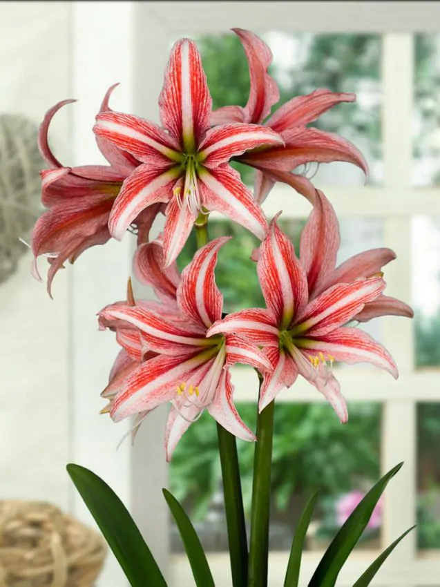 Bulbi Amaryllis Sweet Lilian marime bulb 24/26 [0]