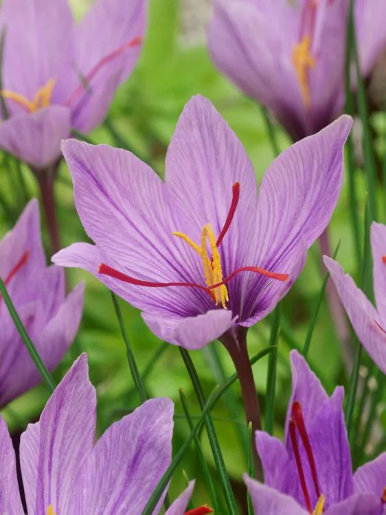 Branduse de toamna - Bulbi Crocus (branduse) Sativus sofran 10 buc marime 7/8
