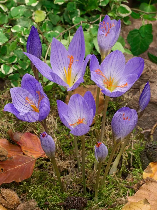 Branduse de toamna - Branduse (crocus) Speciosus 5 buc marime 7/8