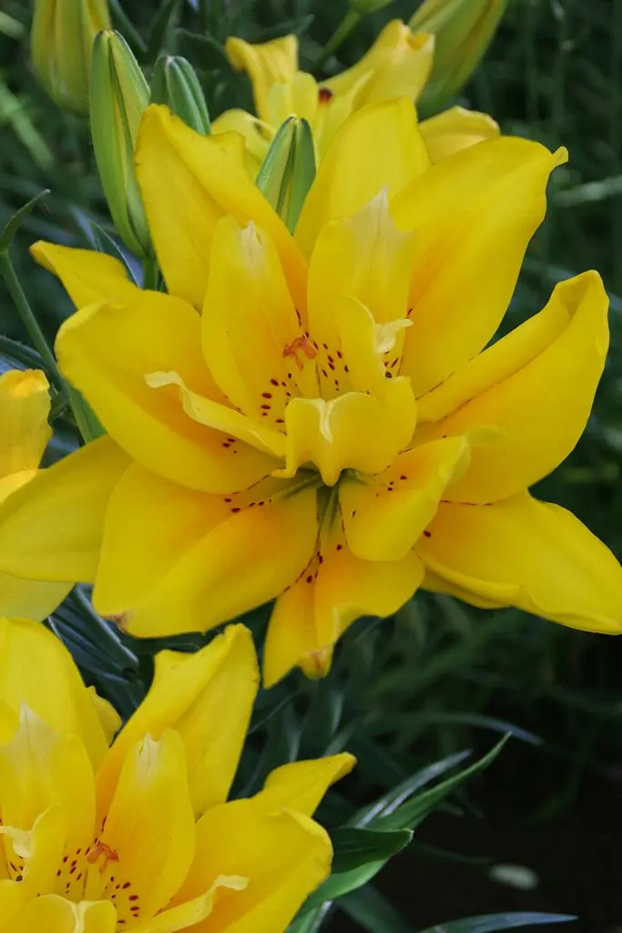 asiatici dubli - Crin asiatic dublu Fata Morgana , marime 16/18