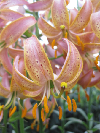 Martagon - Bulbi de crini Fairy Morning bulb f, mare 20/22