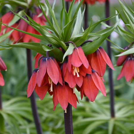 Fritillaria - Bulbi de fritillaria Red Beauty 1 buc marime 20/24