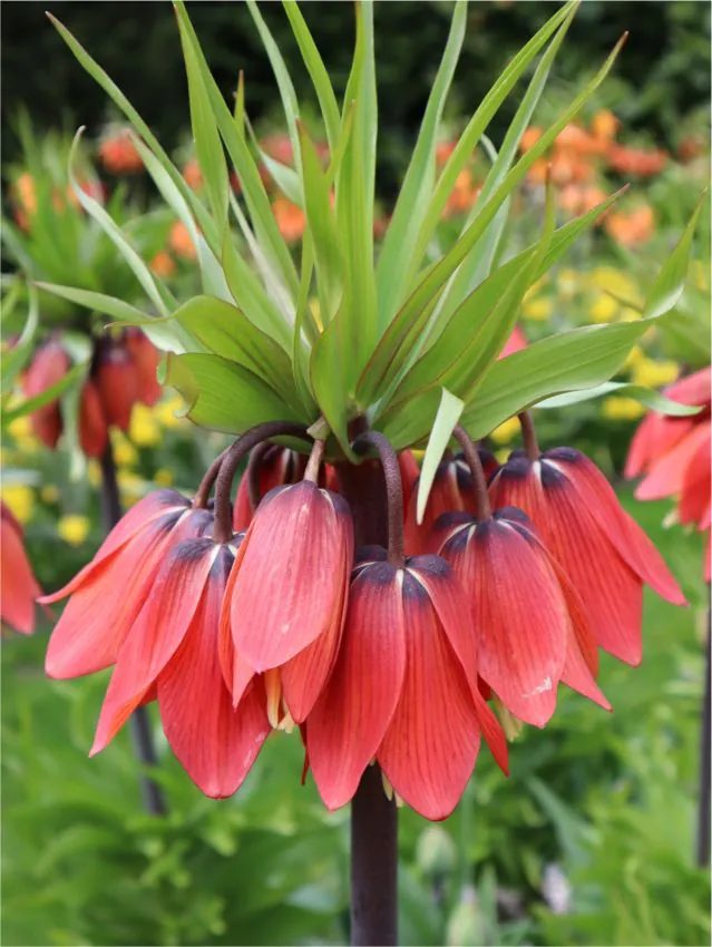 Fritillaria - Bulbi de fritillaria Red Beauty 1 buc marime 20/24