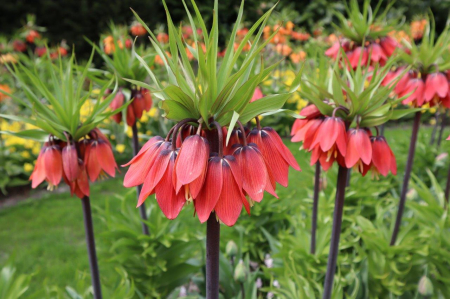 Bulbi de fritillaria Red Beauty 1 buc marime 20/24 [1]