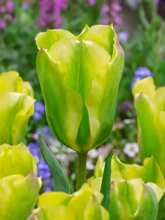 viridiflora - Bulbi de lalele Formosa 3 buc marime 12