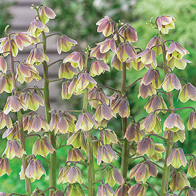 Fritillaria - Bulbi fritillaria Green dream  (Floarea Pastelui) 1 buc marime 20/22