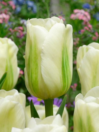 viridiflora - Bulbi de lalele Green Spirit 3 buc marime 12