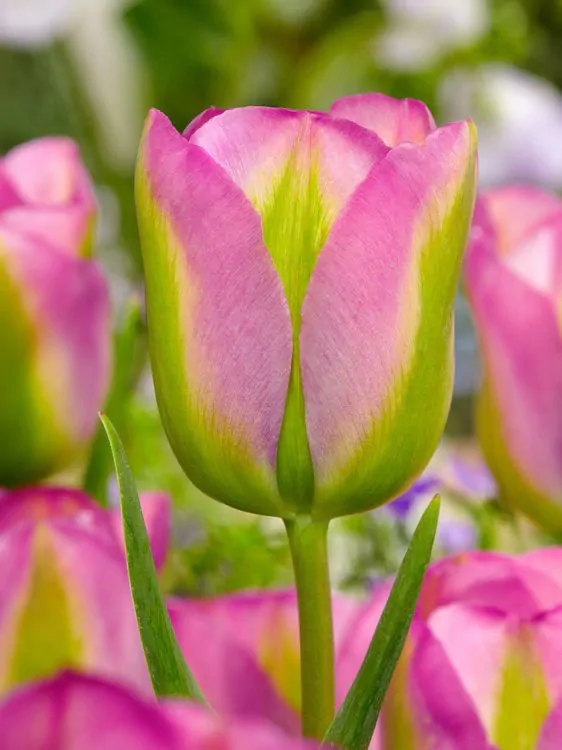 viridiflora - Bulbi de lalele Groenland 3 buc marime 11/12